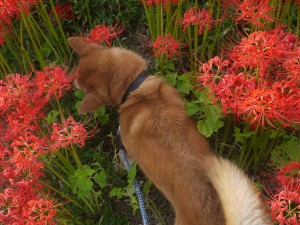 彼岸花に分け入る草をはむ飼い犬