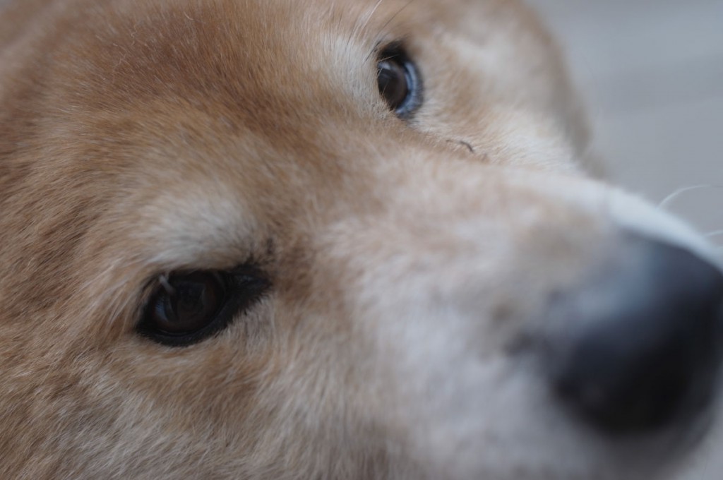 雑種犬・タロー、１２才