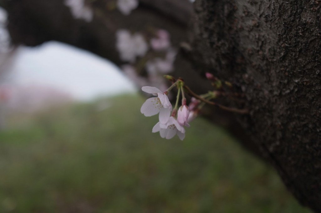 RICOH GXR A12 50mm