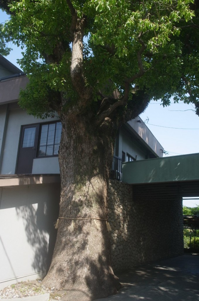 町屋橋跡の楠