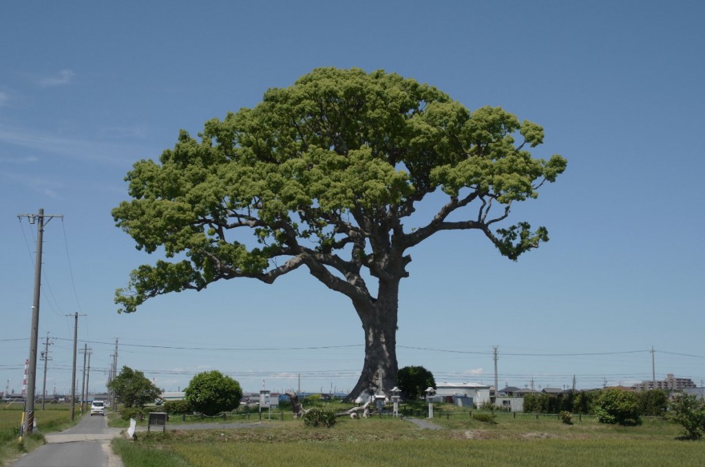 南から見た長太の大楠 GXR A16 31.8mm(50mm)