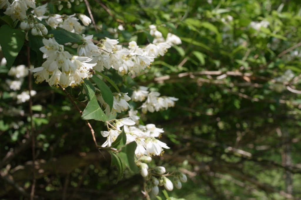 ウツギの花（卯の花）