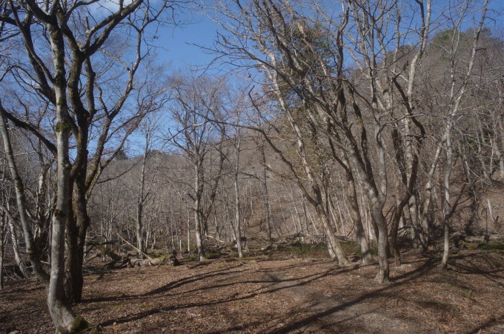 冬枯れの「山」