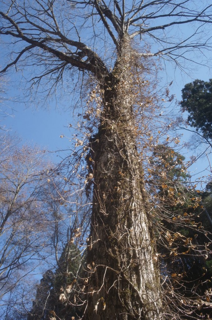 更に隣にもう1本。