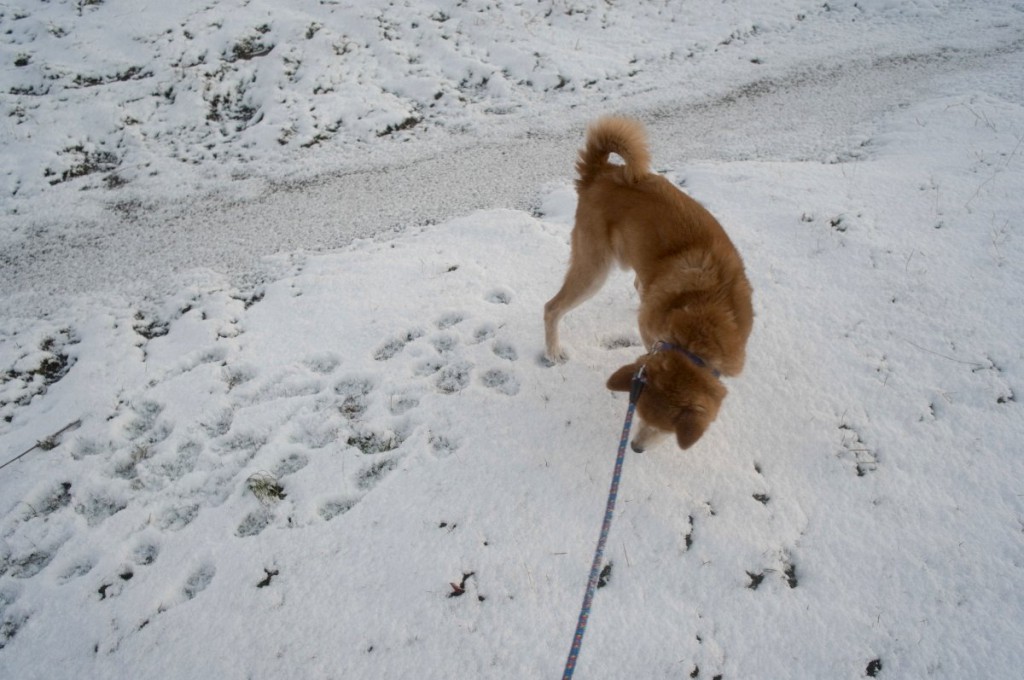 雪を食べたりする