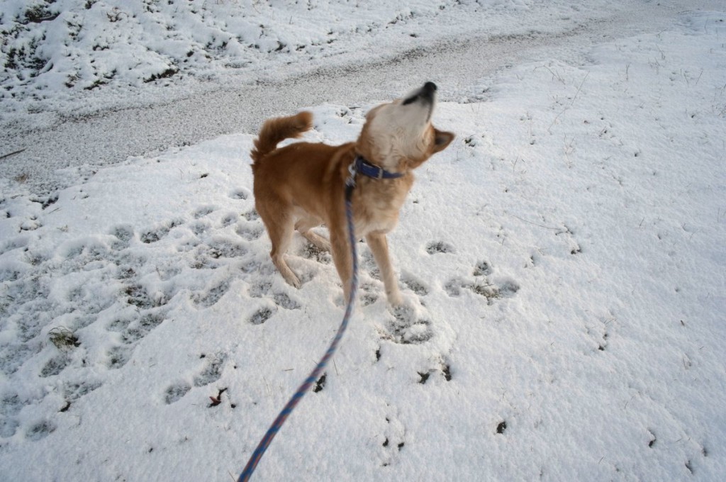 めったと鳴かない犬が遠吠えをする