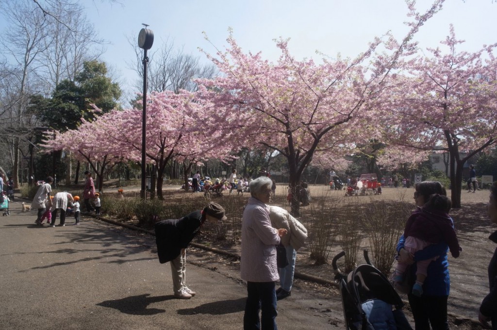 林試の森公園の桜は、早くも満開だった。