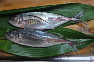 下拵えをした鯵。愛知県産。こうした大衆魚でも、鯖などはノルウェー産だったりして驚く