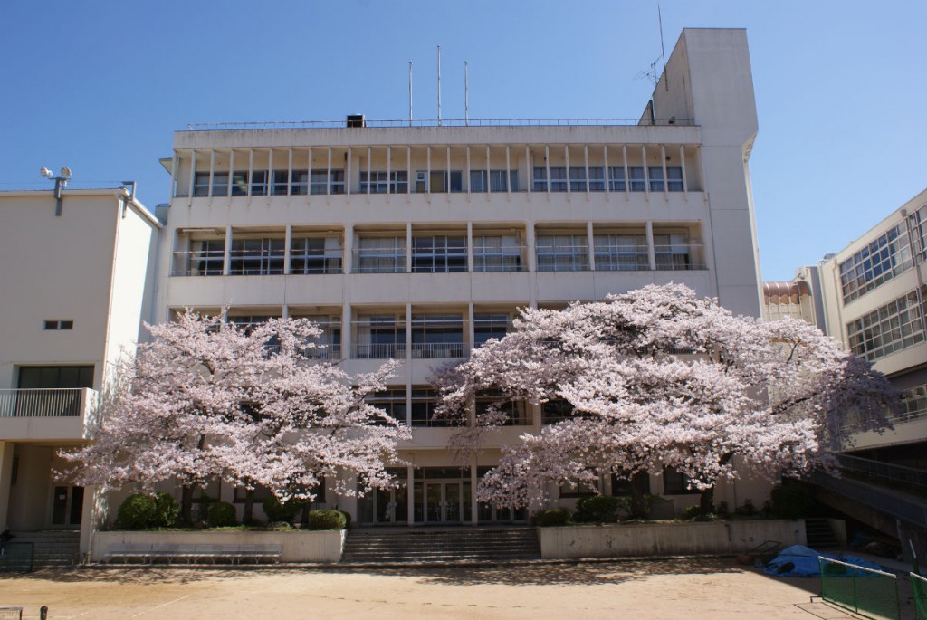 私立神戸龍谷高校の伐られた桜