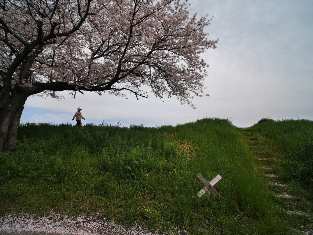 KOWA PROMINAR 8.5mm F2.8 LUMIX DMC-GX7 ４月８日