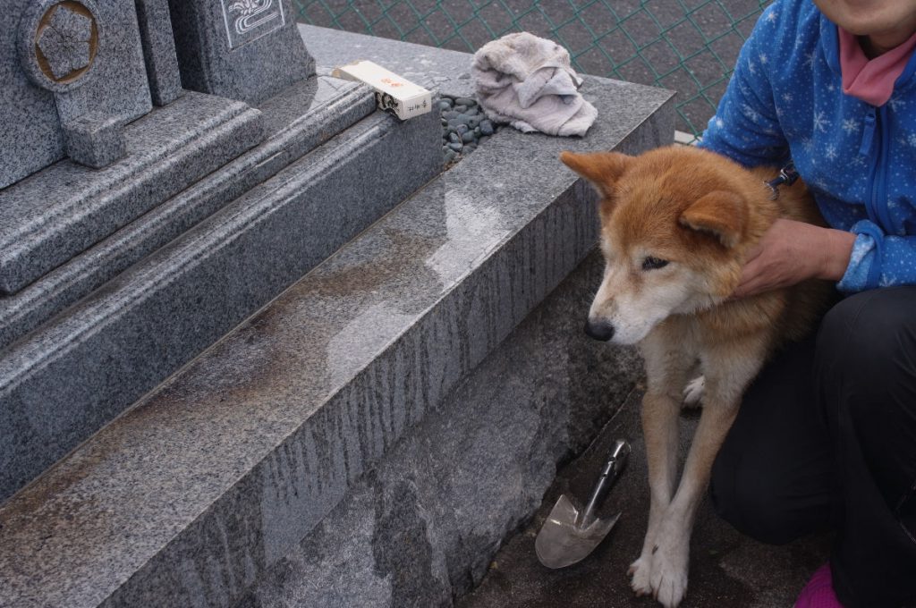 元々の飼い主の墓の前で神妙にしているように見えないわけでもない？