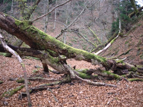 倒木に苔が付いている