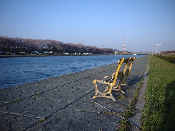 花見で賑わう海蔵川の堤防