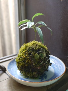 苔玉の拡大画像