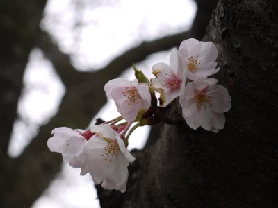 海蔵川の桜