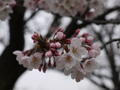 海蔵川の桜2