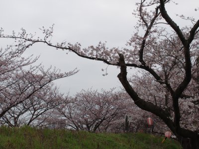 海蔵川の桜3